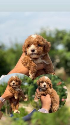 MİCRO TEACUP BOY KOREA ORJİNAL POODLE BEBEKLERİMİZ