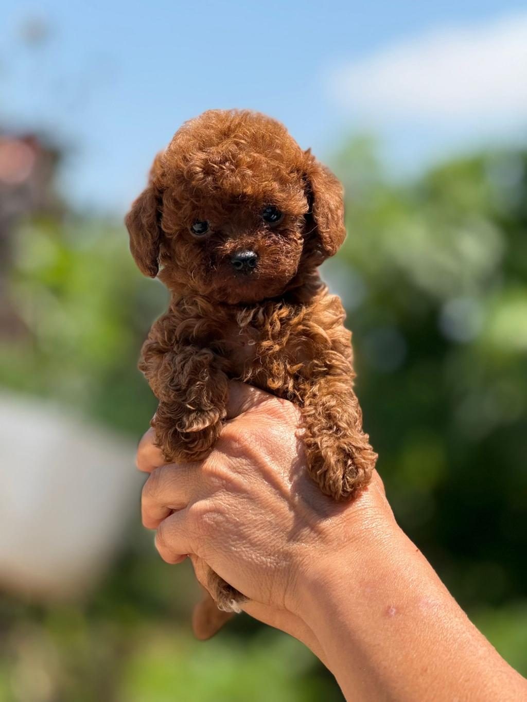 BÜYÜMEYEN KORSA POODLE BEBEKLERİMİZ