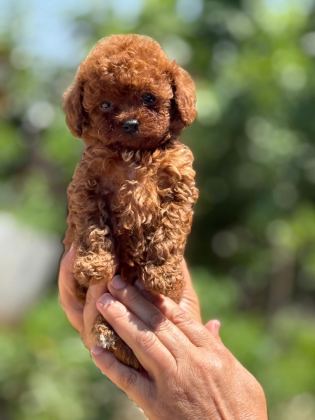 BÜYÜMEYEN KORSA POODLE BEBEKLERİMİZ