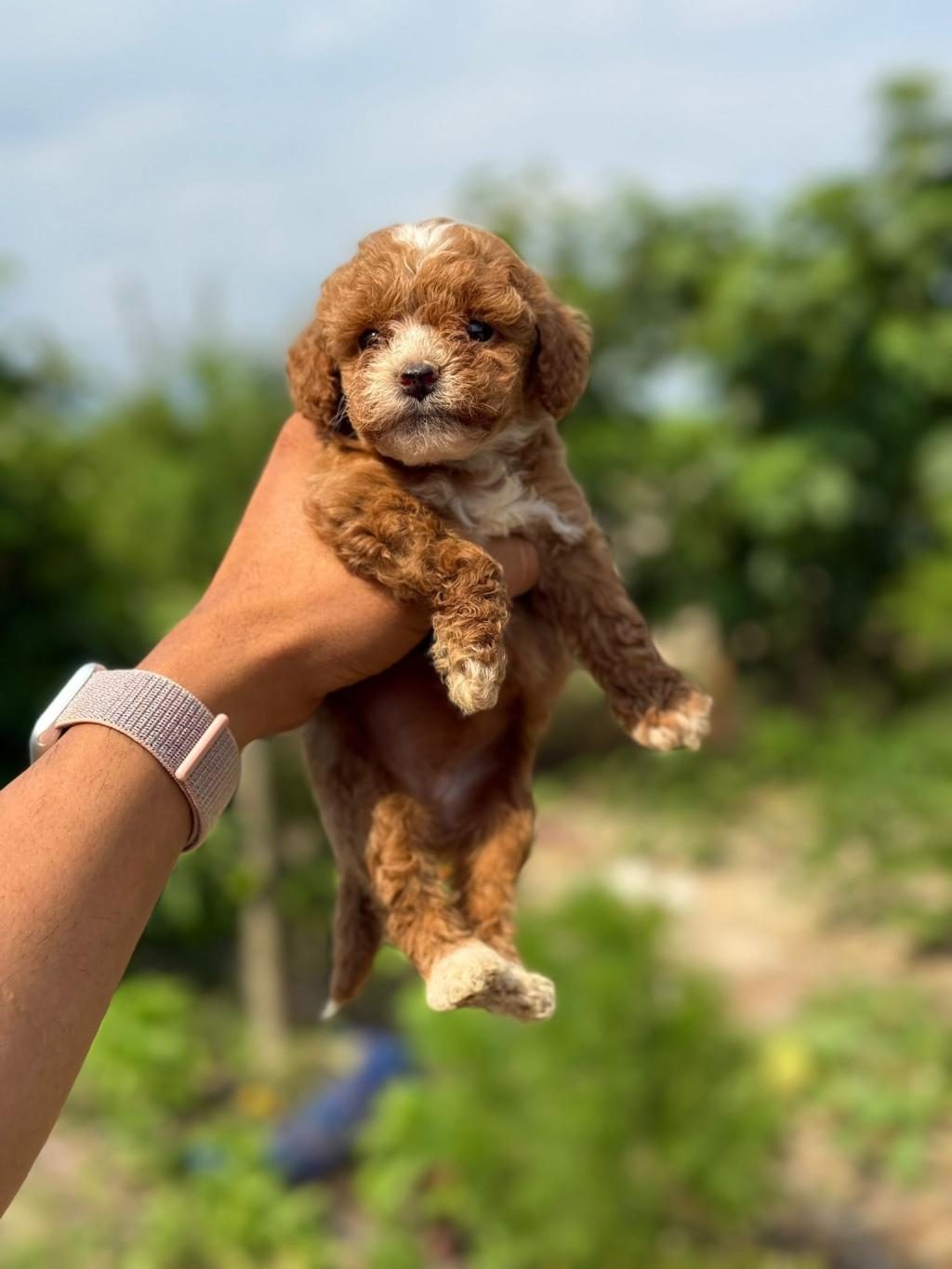 MİCRO TEACUP BOY KOREA ORJİNAL POODLE BEBEKLERİMİZ