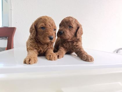 EN YAKIŞIKLI YAVRU POODLE KÖPEKLER