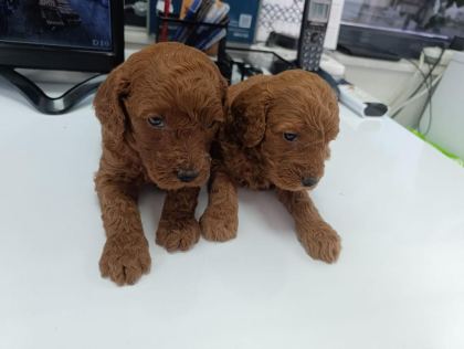 EN YAKIŞIKLI YAVRU POODLE KÖPEKLER