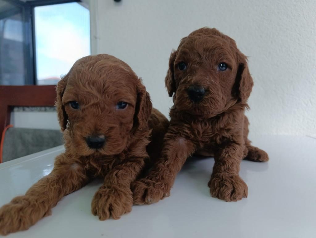 EN YAKIŞIKLI YAVRU POODLE KÖPEKLER