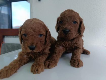 EN YAKIŞIKLI YAVRU POODLE KÖPEKLER