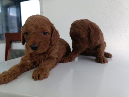 EN YAKIŞIKLI YAVRU POODLE KÖPEKLER