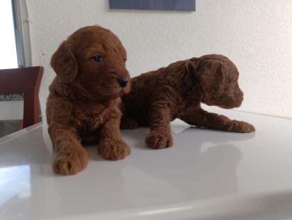 EN YAKIŞIKLI YAVRU POODLE KÖPEKLER