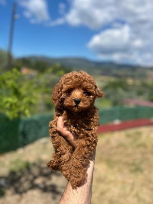 TOY POODLE YAVRULARIMIZ