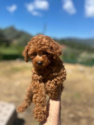TOY POODLE YAVRULARIMIZ