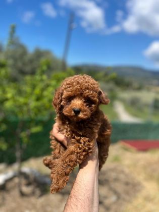 TOY POODLE YAVRULARIMIZ