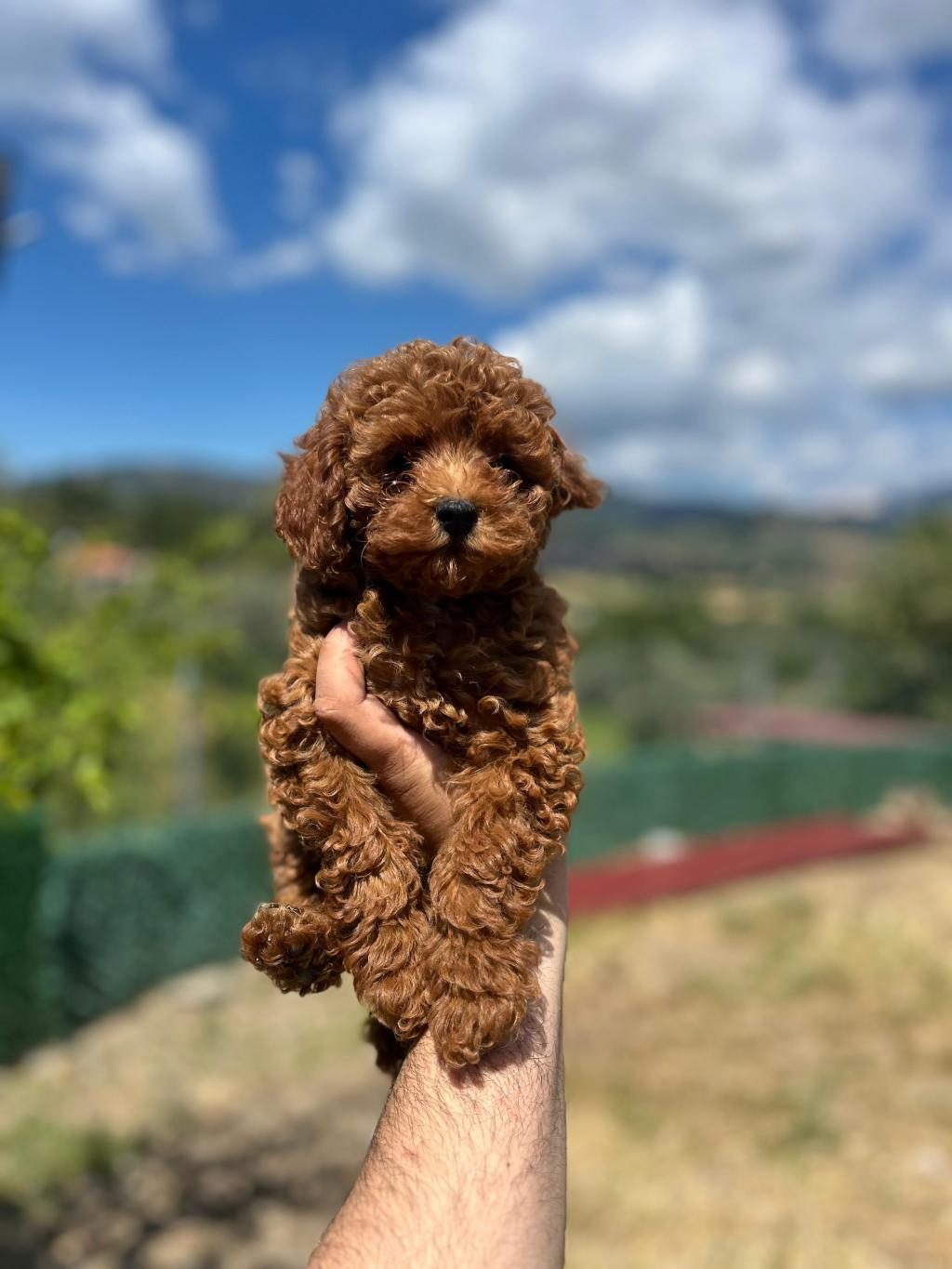 TOY POODLE YAVRULARIMIZ