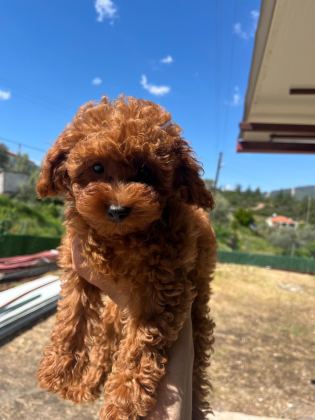 TOY POODLE YAVRULARIMIZ