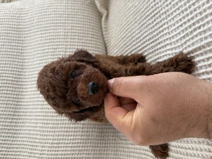 TOY POODLE TESLİME HAZIR DİŞİ ERKEK YAVRULAR