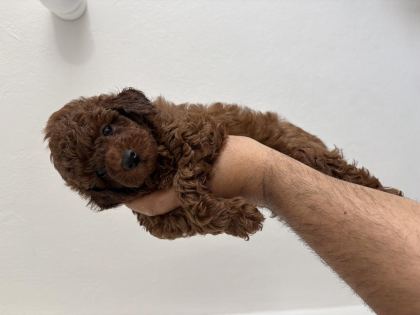TOY POODLE TESLİME HAZIR DİŞİ ERKEK YAVRULAR