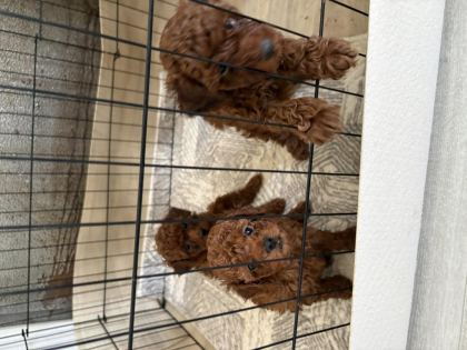 TOY POODLE TESLİME HAZIR DİŞİ ERKEK YAVRULAR