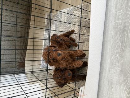 TOY POODLE TESLİME HAZIR DİŞİ ERKEK YAVRULAR