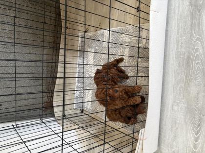 TOY POODLE TESLİME HAZIR DİŞİ ERKEK YAVRULAR