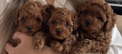 TOY POODLE YAVRULARIMIZ YENİ YUVALARINI ARIYOR