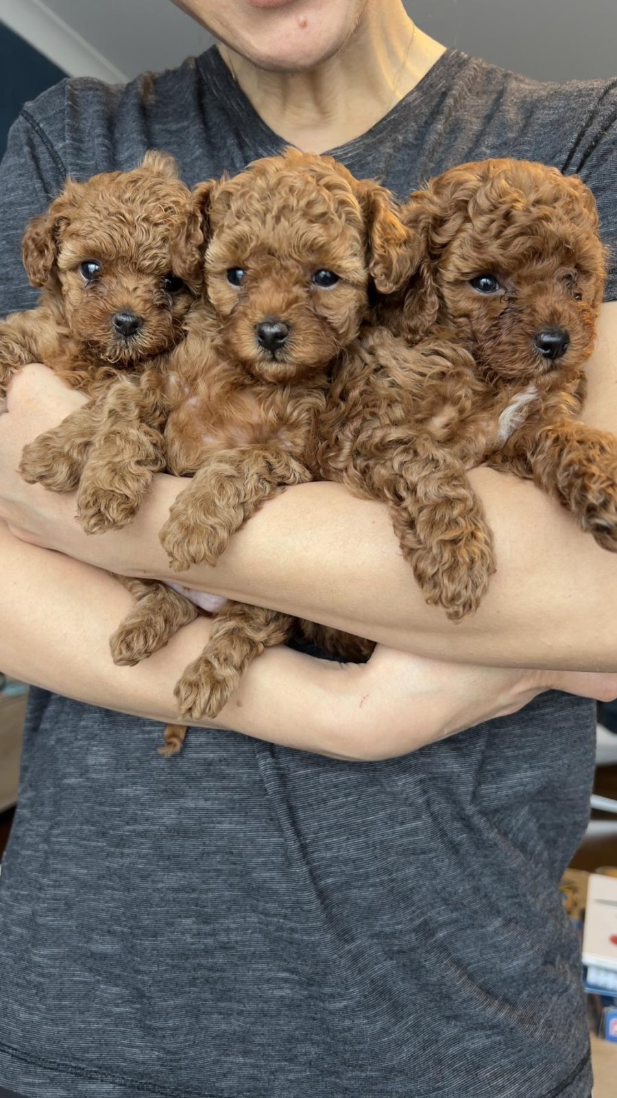 TOY POODLE YAVRULARIMIZ YENİ YUVALARINI ARIYOR