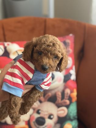 EVDE BÜYÜYEN POODLE BEBEKLERİM