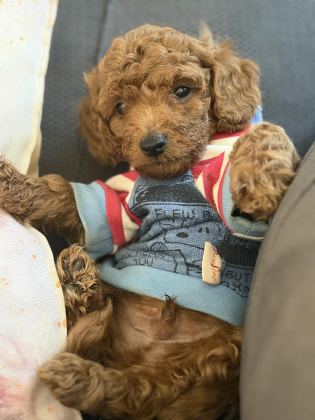 EVDE BÜYÜYEN POODLE BEBEKLERİM