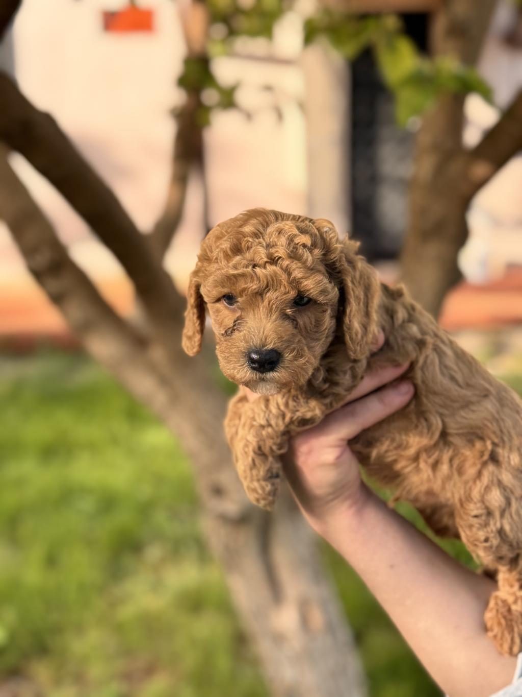 TOY POODLE 40 GÜNLÜK