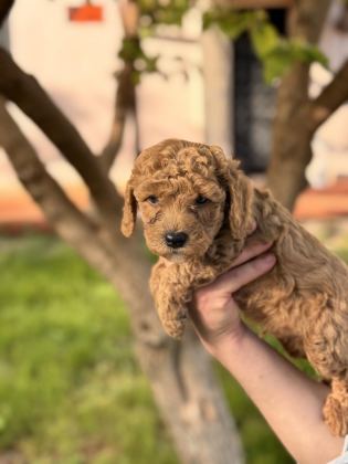 TOY POODLE 40 GÜNLÜK