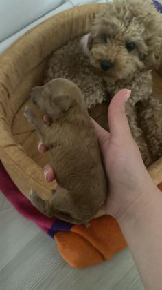 1 HAFTALIK POODLE BEBEKLER