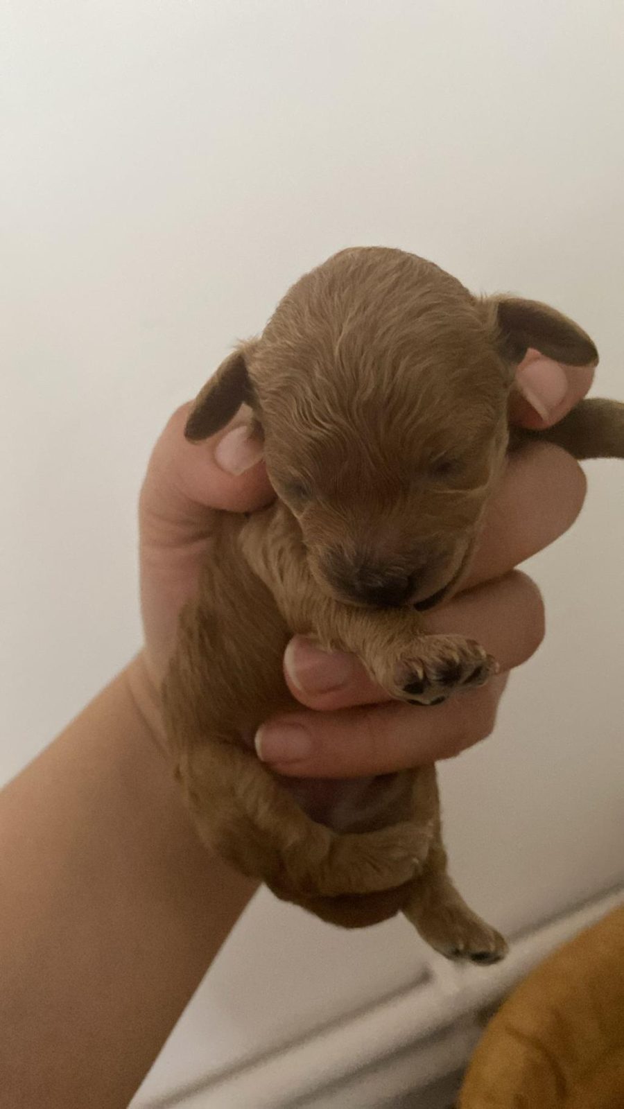 1 HAFTALIK POODLE BEBEKLER