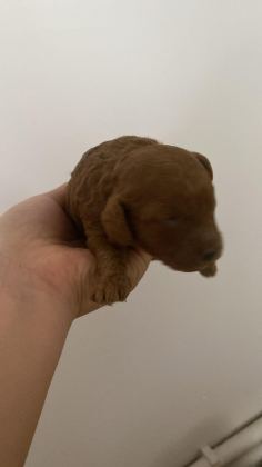 1 HAFTALIK POODLE BEBEKLER