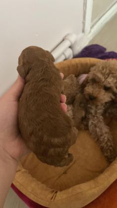 1 HAFTALIK POODLE BEBEKLER