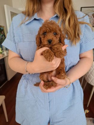 AİLEMİZDE SEVGİYLE BÜYÜYEN POODLE MİNİKLER
