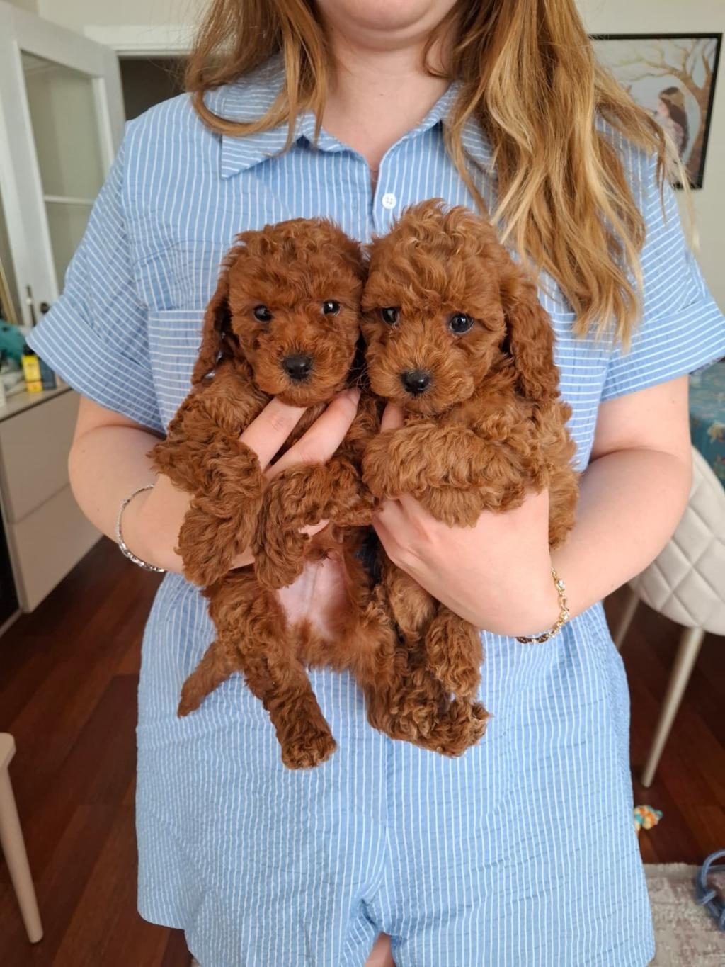 AİLEMİZDE SEVGİYLE BÜYÜYEN POODLE MİNİKLER
