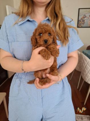 AİLEMİZDE SEVGİYLE BÜYÜYEN POODLE MİNİKLER