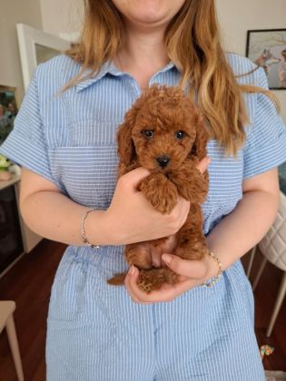 AİLEMİZDE SEVGİYLE BÜYÜYEN POODLE MİNİKLER