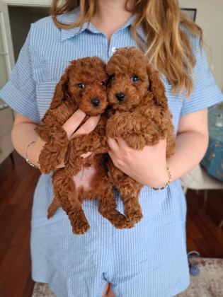 AİLEMİZDE SEVGİYLE BÜYÜYEN POODLE MİNİKLER