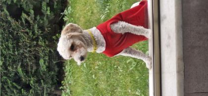 ERKEK KISIR BÜTÜN KOMUTLARI YERİNE GETİRİR UYSAL POODLE