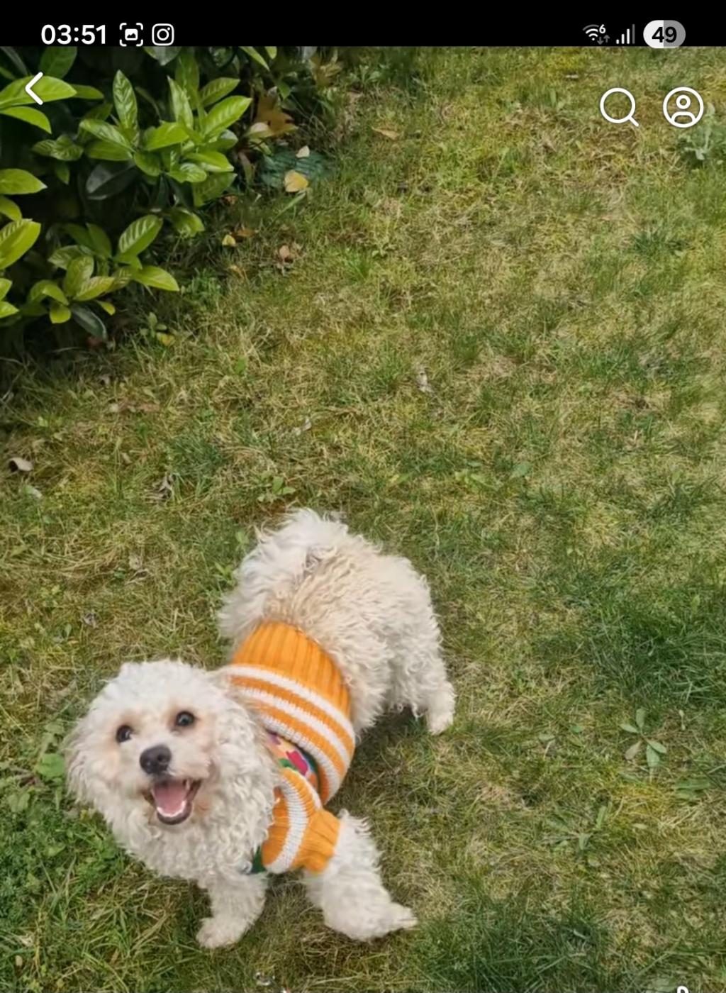 ERKEK KISIR BÜTÜN KOMUTLARI YERİNE GETİRİR UYSAL POODLE