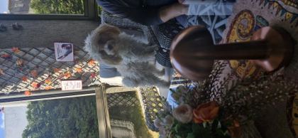 ERKEK KISIR BÜTÜN KOMUTLARI YERİNE GETİRİR UYSAL POODLE