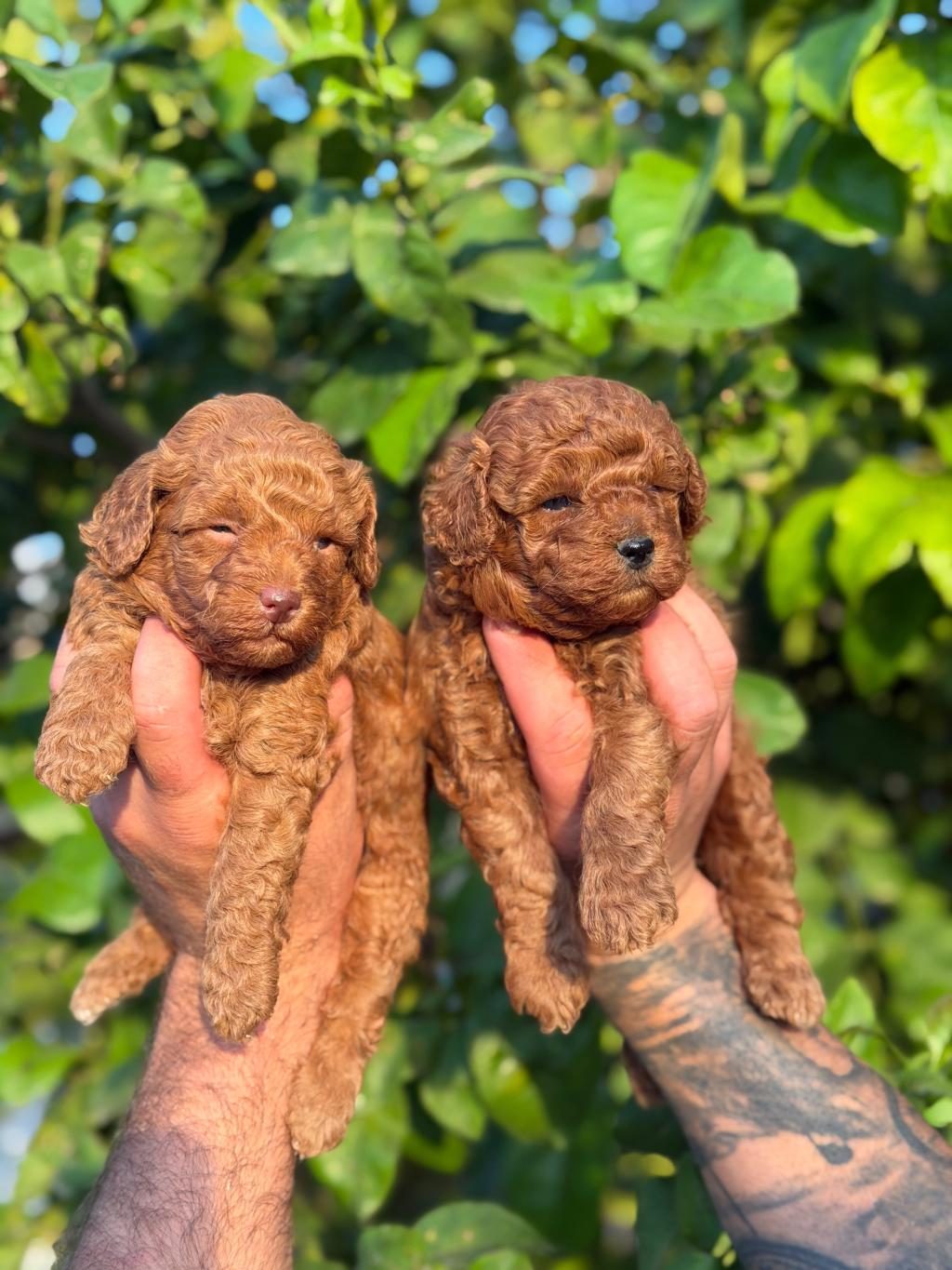 TOY POODLE YAVRULARI ÜST KALİTE
