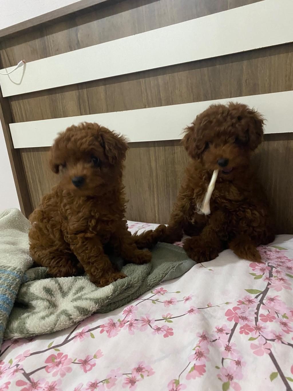 TOY POODLE DİŞİ VE ERKEK BEBEKLER