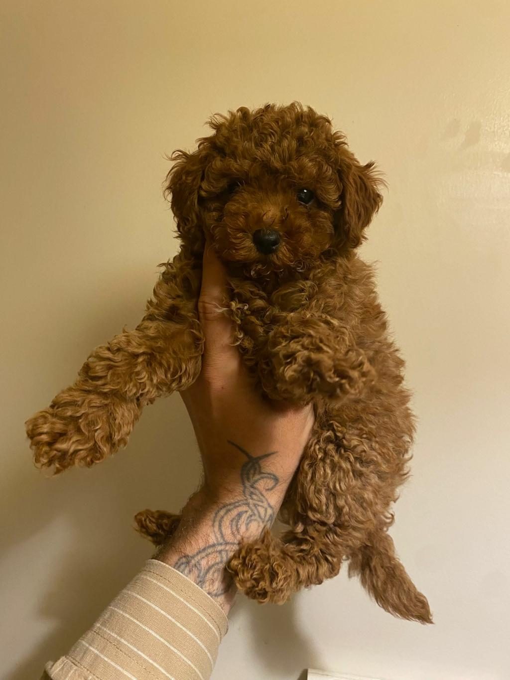 SON 5 DİŞİ POODLE