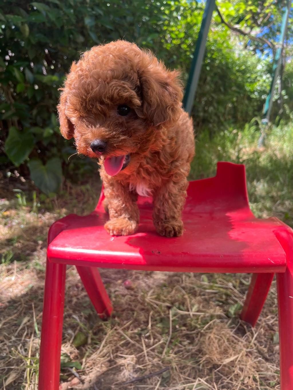 KORE ORJİNAL TOY POODLE İKİ DİŞİ İKİ ERKEK