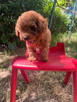 KORE ORJİNAL TOY POODLE İKİ DİŞİ İKİ ERKEK