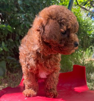 KORE ORJİNAL TOY POODLE İKİ DİŞİ İKİ ERKEK