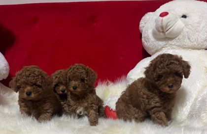 KORE ORJİNAL TOY POODLE İKİ DİŞİ İKİ ERKEK