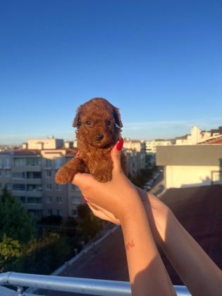EV ÜRETİMİ TOY POODLE YAVRULARIMIZ