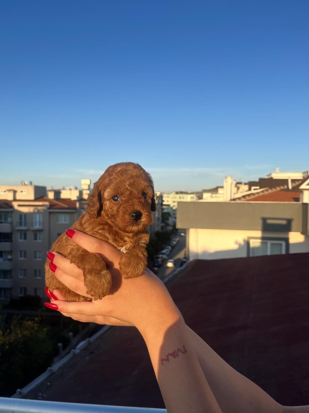 EV ÜRETİMİ TOY POODLE YAVRULARIMIZ