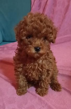 ANNE ALTINDAN UYGUN ORJİNAL POODLE BEBEKLER