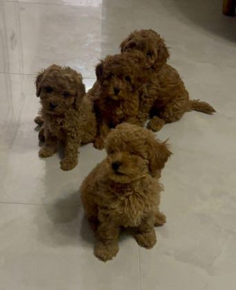ANNE ALTINDAN UYGUN ORJİNAL POODLE BEBEKLER