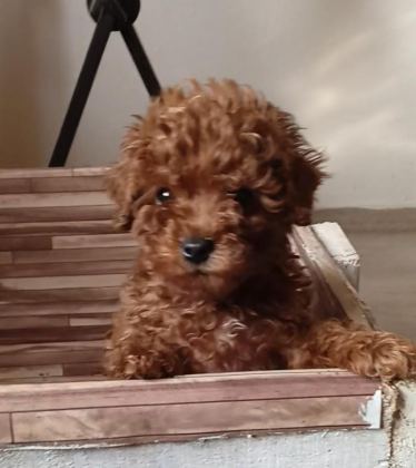 ANNE ALTINDAN UYGUN ORJİNAL POODLE BEBEKLER